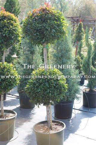 Balled Topiary