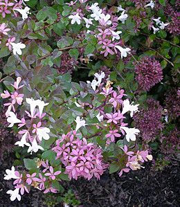 Abelia Rosie Creek
