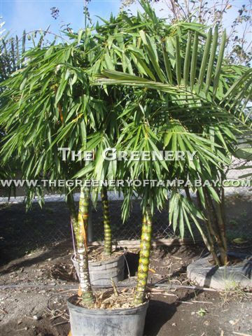 Specimen Buddha Belly Bamboo