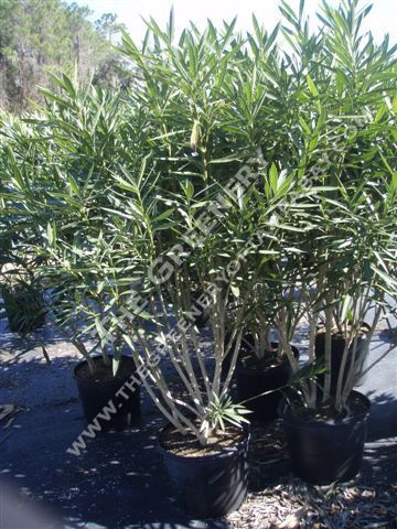 Oleander