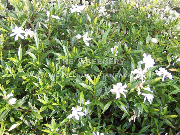 Frost Proof Gardenia