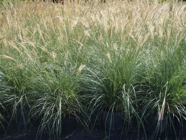 Adagio Grass