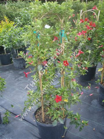 Mandevilla Hoop Trellis