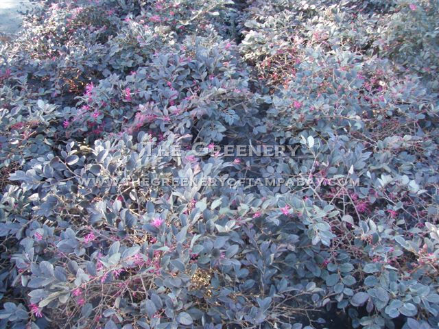 Loropetalum