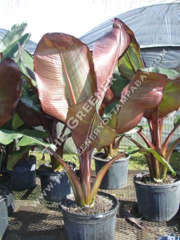 Red Banana