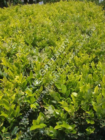 Ligustrum