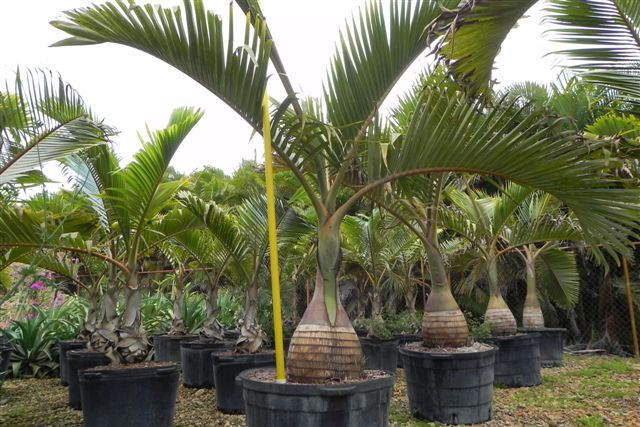 Bottle Palm 45 Gal