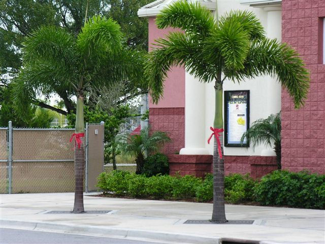 Foxtail Palm