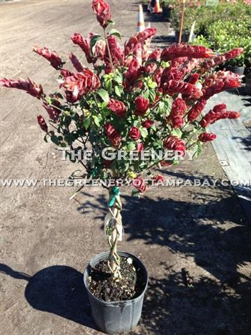 Topiary Shrimp