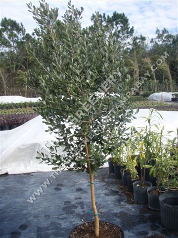 Feijoa Standard Form