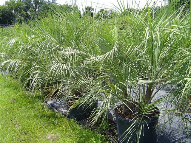 Pindo Palm