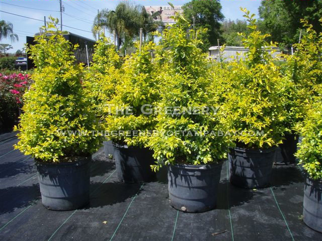 Duranta Trees