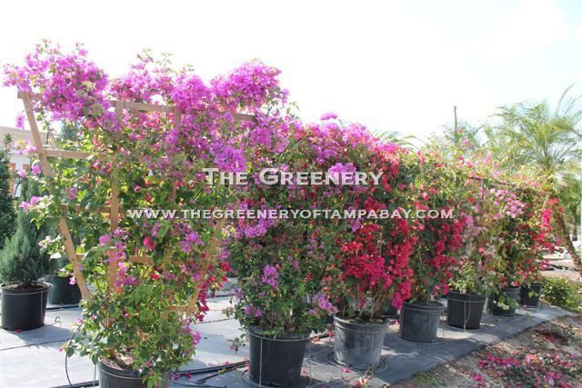 Bougainvillea