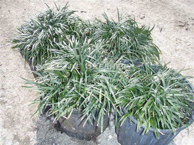 Mondo Grass