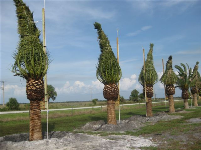 Canary Palm