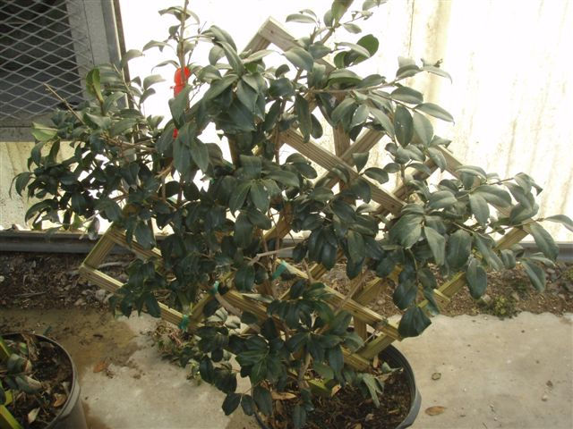 Camelia Vine