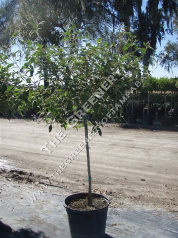 Tibouchina
