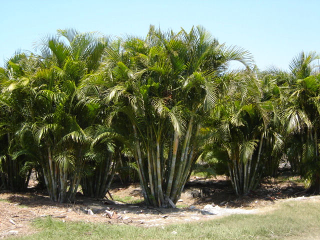Specimen Areca