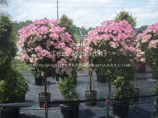 Bougainvillea Standard - Thai Delight