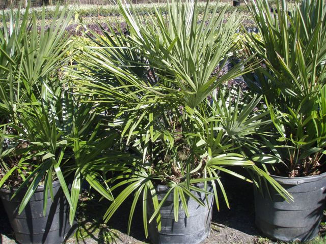 Needle Palm