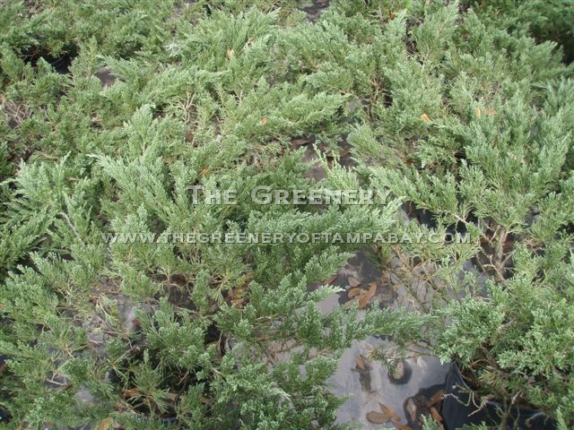 Juniper Parsoni