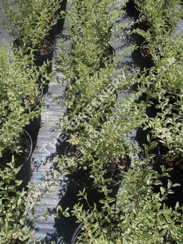 Ligustrum Sinesis
