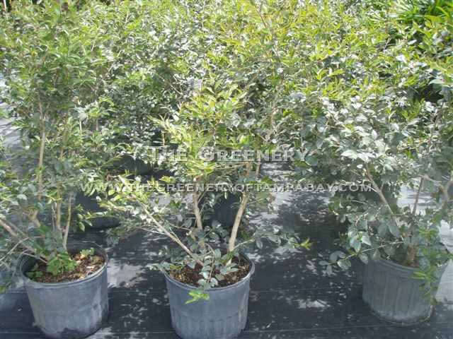 Camelia