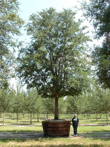 Live Oak Large