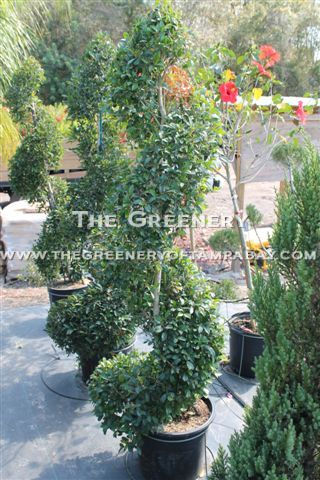 Spiraled Eugenia