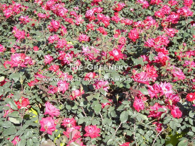 Knockout Rose