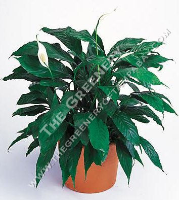Peace Lilly