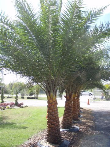 Sylvestris Palm