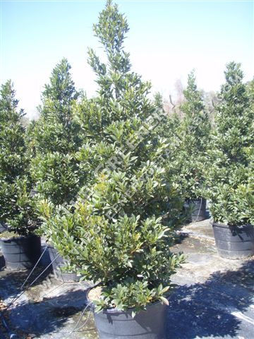Elaeocarpus
