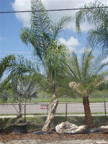 Curved Queen Palms