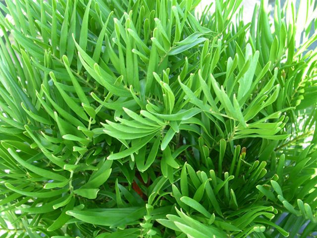 Coontie Palm