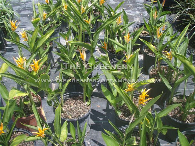 Heliconia