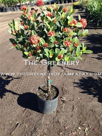 Braided Ixora Tree