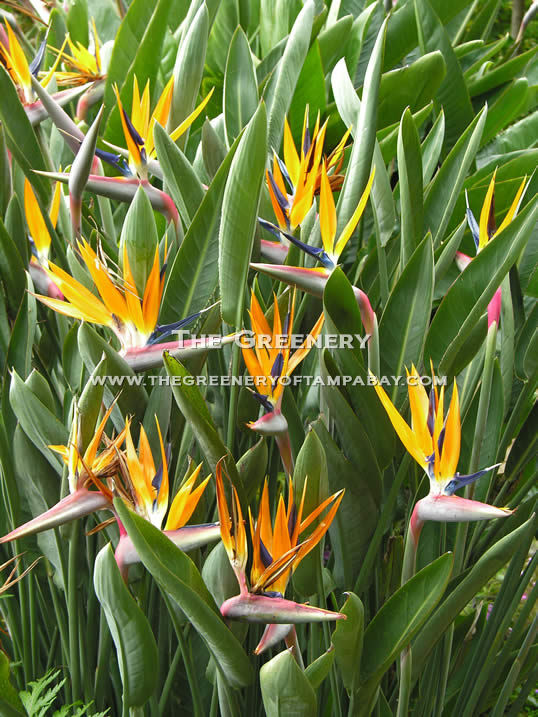 Bird of Paradise-Orange