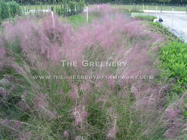 Muhly Grass