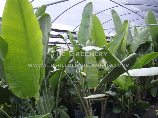 Bird of Paradise-White