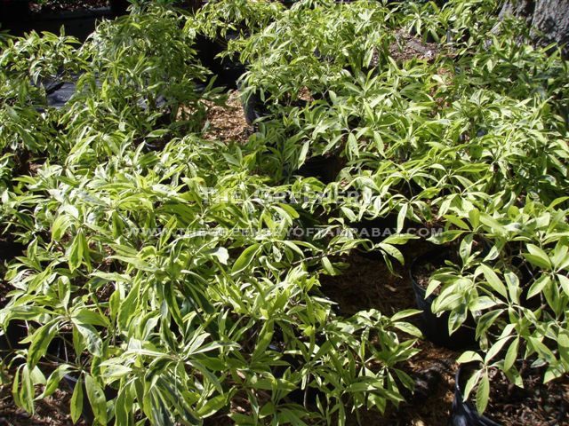 Variegated Anise