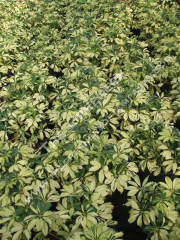 Variegated Arbicola