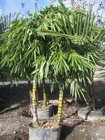 Specimen Buddha Belly Bamboo