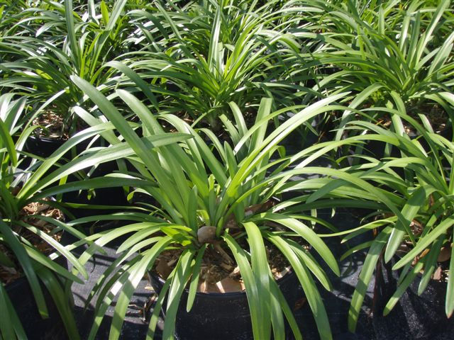 Agapanthus