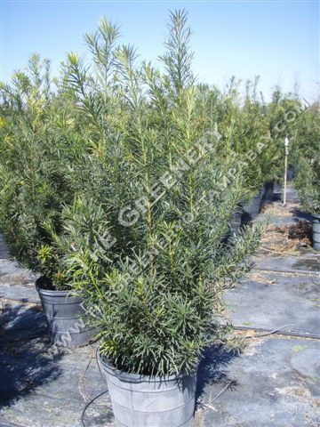 Podocarpus