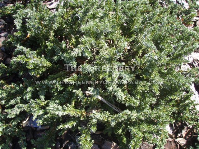 Blue Pacific Juniper