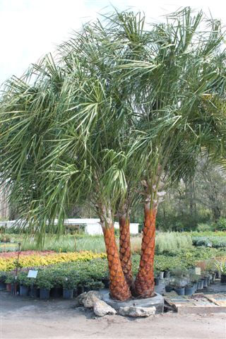 Triple Ribbon Palms