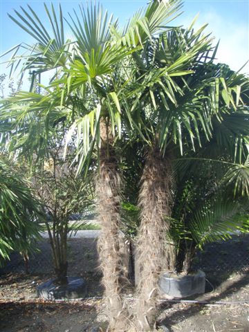 Specimen Windmill Palms
