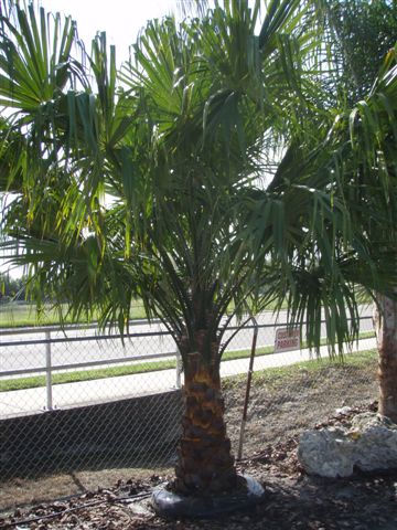 Taraw Palm