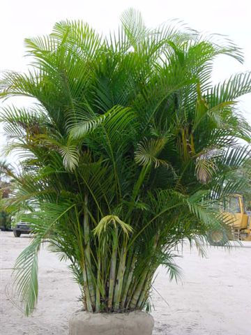 Areca Palm